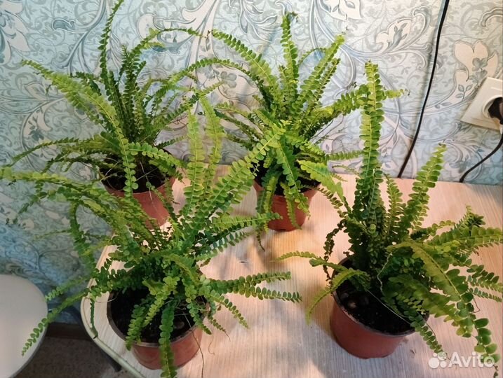 Папоротник нефролепис