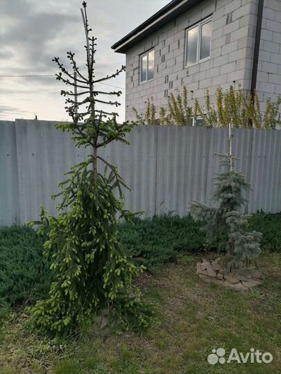 Можжевельник блю чип