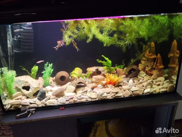 Аквариум