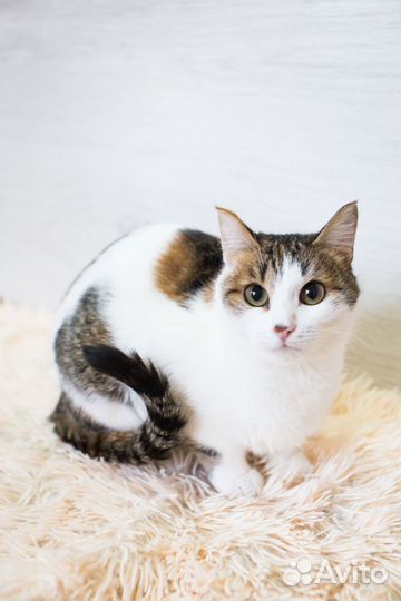 Кошка Лиза в добрые руки