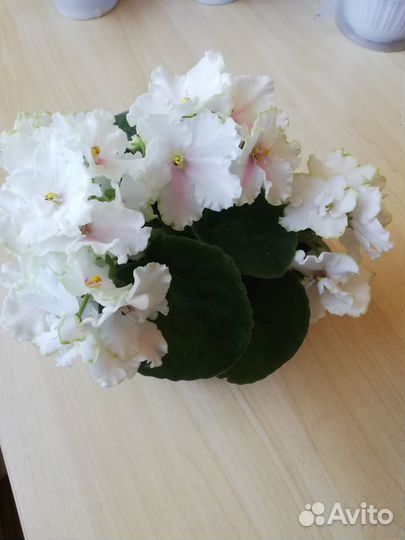 Цветущие фиалки,стартеры, детки, выбор