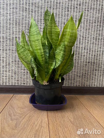 Сансевиерия