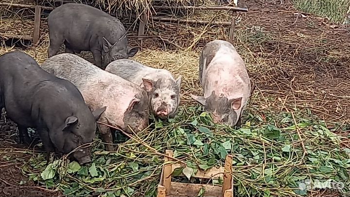 Поросята вьетнамский вислобрюх