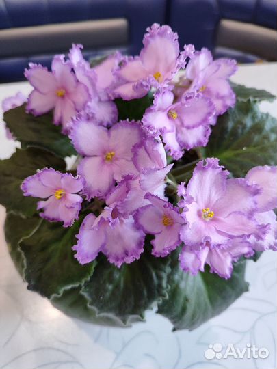 Детки сортовых фиалок