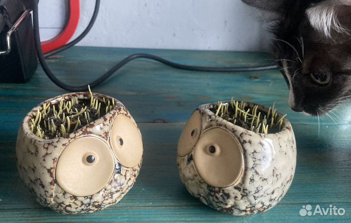 Кошачья трава