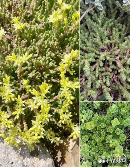 Растения для альпийской горки