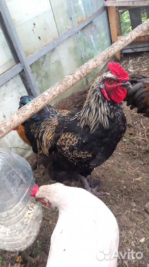 Продам молодых петушков