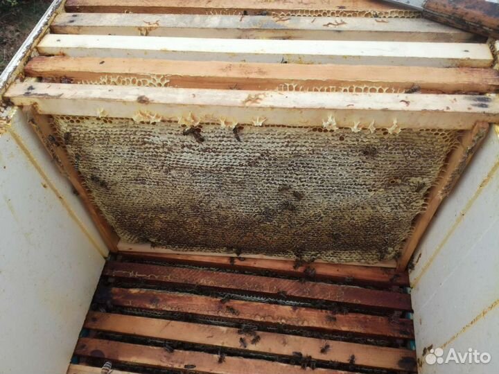 Мёд подсолнечник, майский