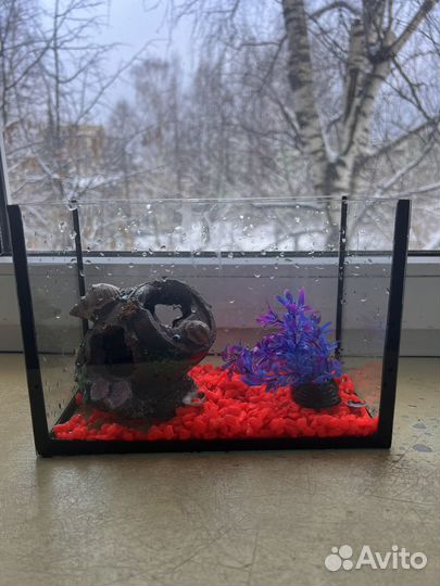 Аквариум