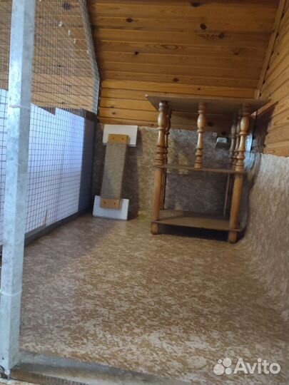 Передержка кошек, зооняня