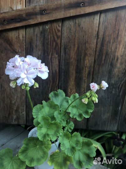 Пеларгония