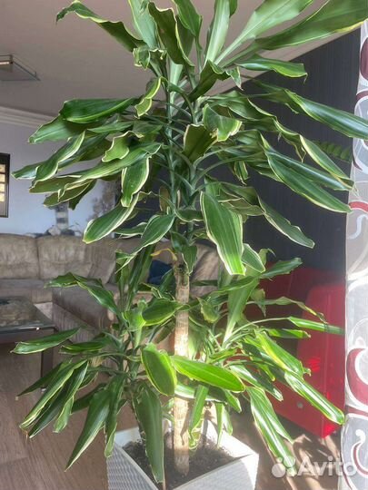 Цветок для офиса или для дома