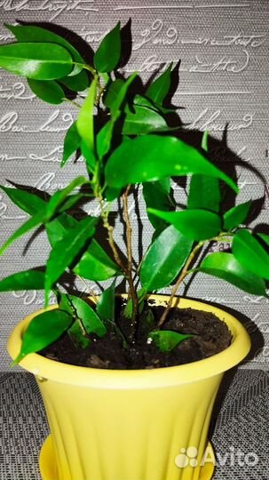 Фикус бенджамина