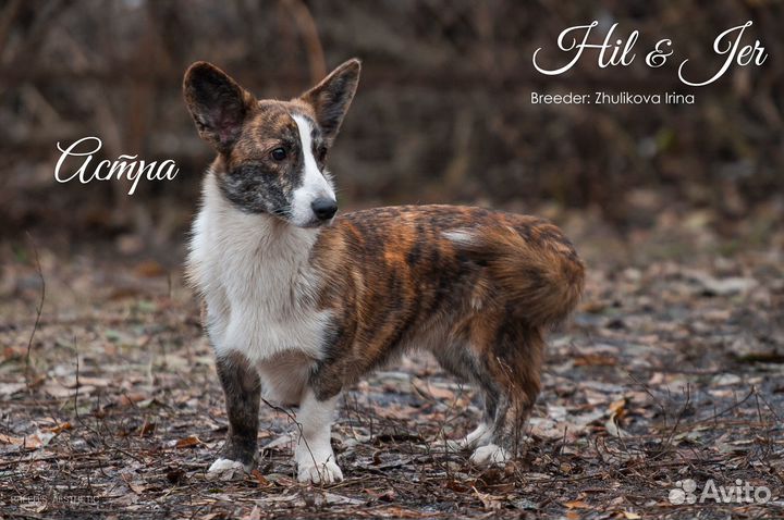 Астра Вельш-Корги Кардиган