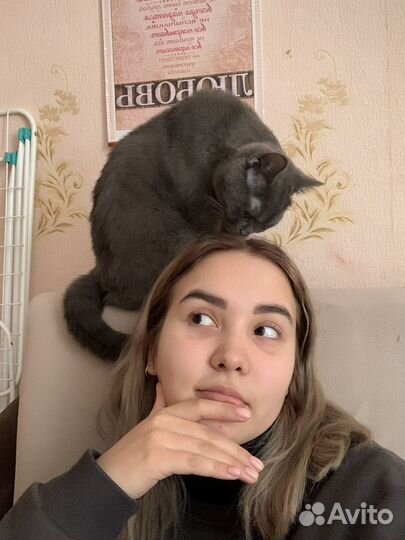 Кинолог Дрессировка Передержка животных