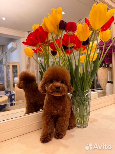 Вязка кобель пудель той Китай