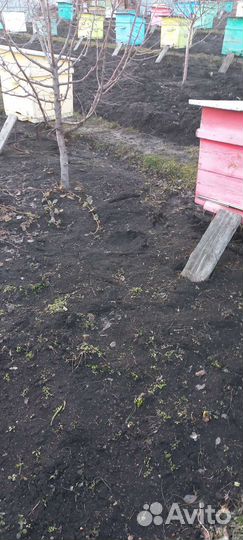 Пчелы с ульями