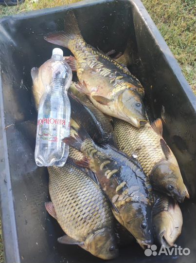 Продается карп