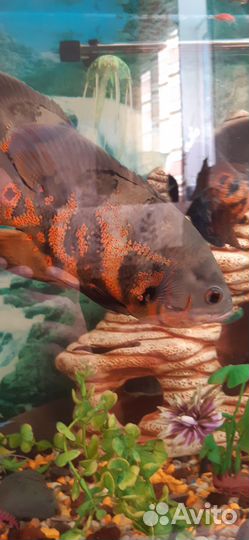 Аквариумные рыбки цихлиды