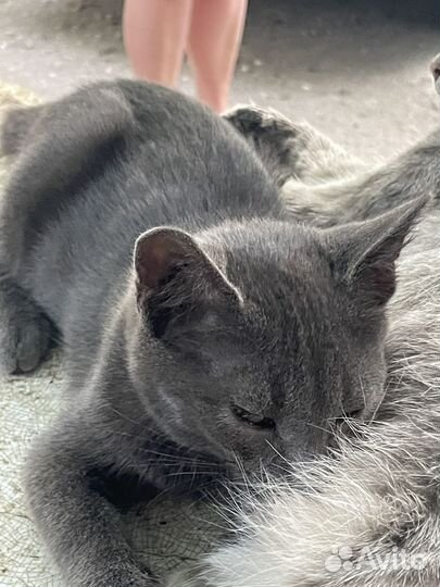 Котята ищут дом,бесплатно