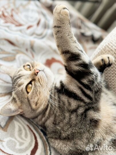 Домашние животные кошки