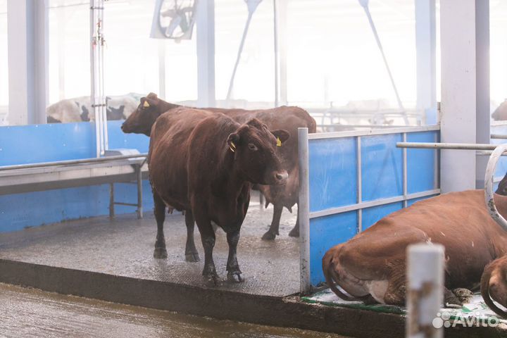 Ветеринарный врач