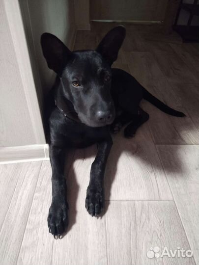 Собака метис шарпея