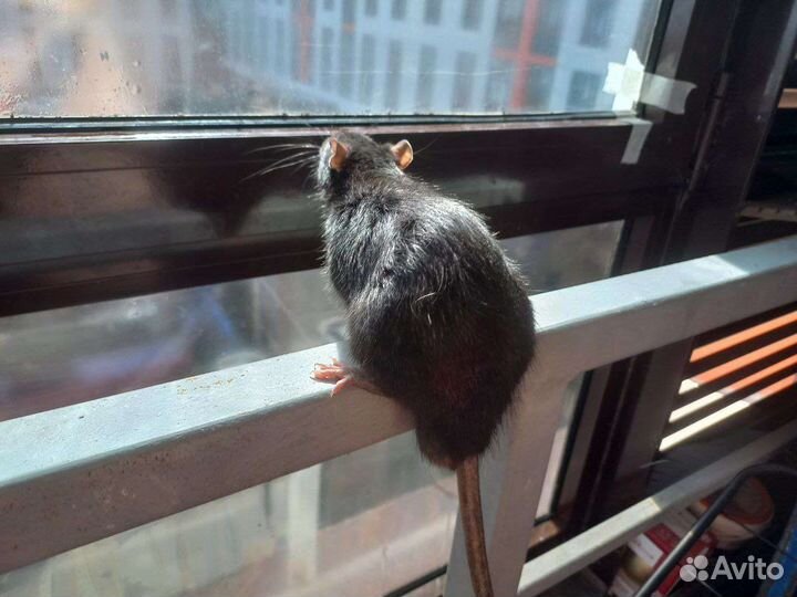 Крыса бесплатно