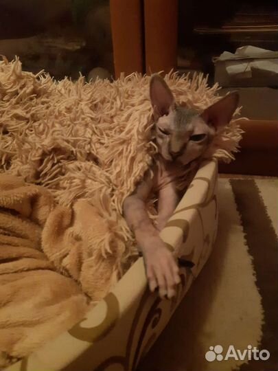Кошка в добрые руки сфинкс