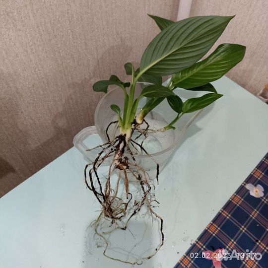 Спатифиллум