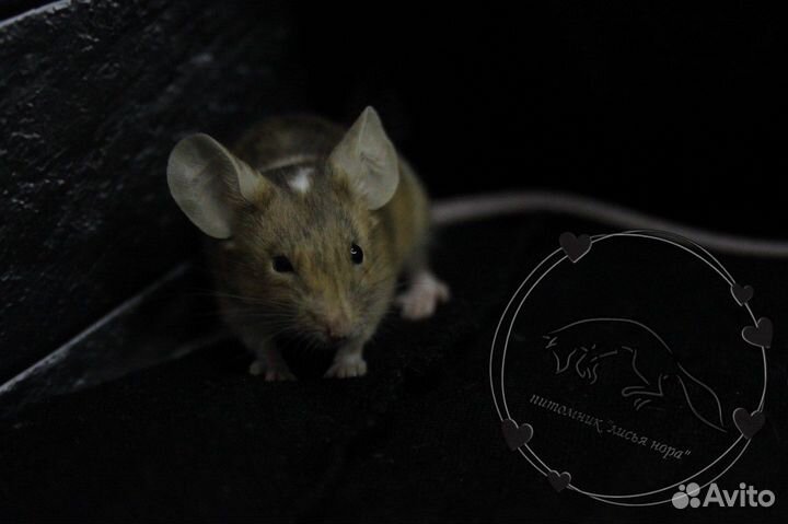 Декоративные мышата