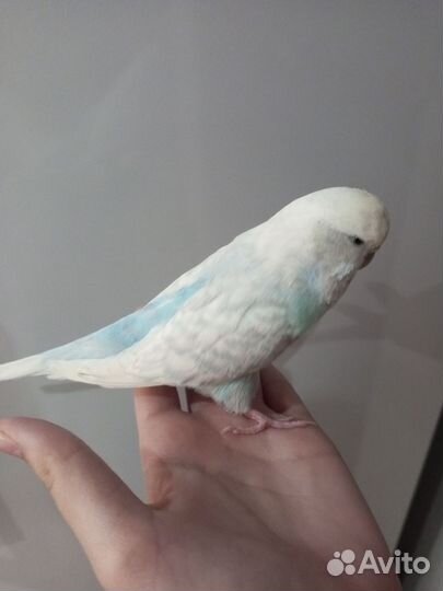 Попугай ввп чех