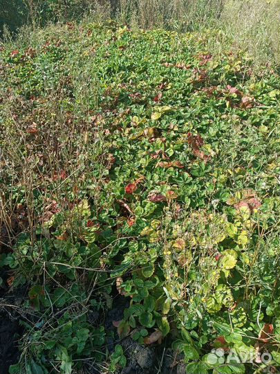 Малина Клубника Ежевика