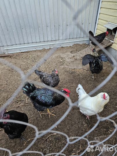 Молодые петухи