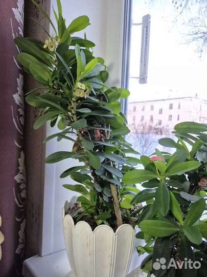 Молочай миля