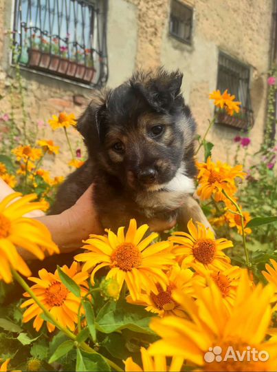 Щенок девочка в добрые руки
