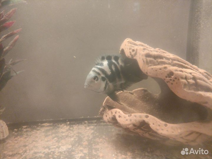 Сапфировые попугаи мальки