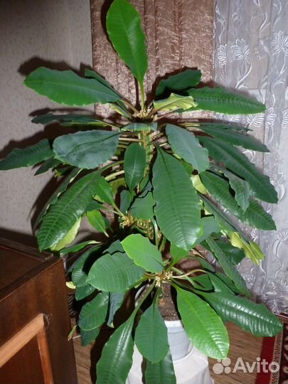 Комнатные растения