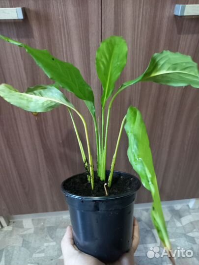 Спатифиллум