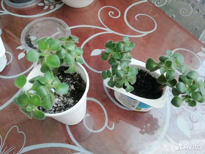 Аихризон - дерево любви