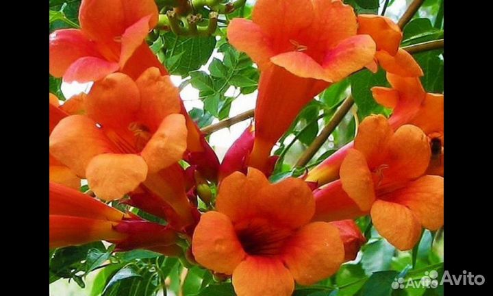 Лиана кампсис