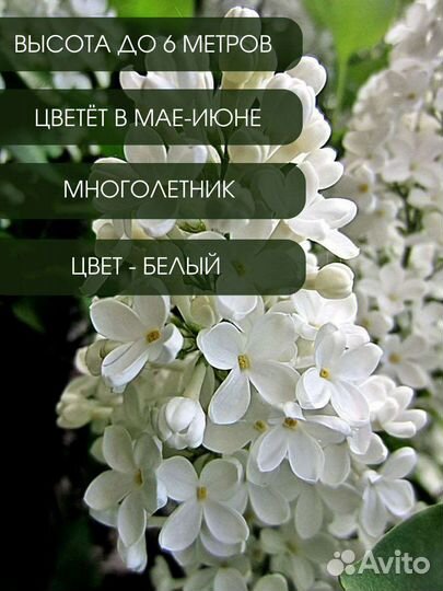 Сирень обыкновенная белая саженцы 1 шт