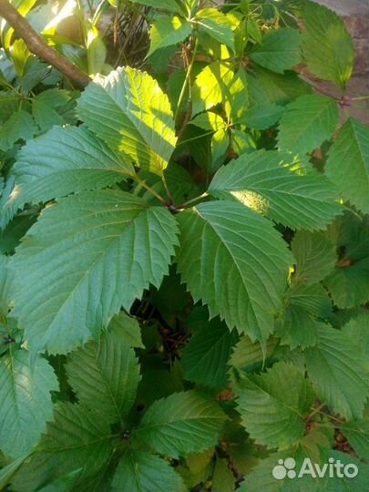 Девичий виноград