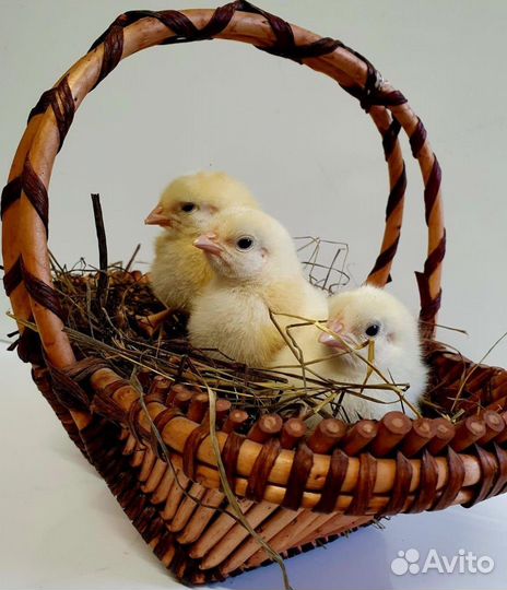 Суточные цыплята бройлеры с доставкой