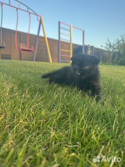 Котята в добрые руки 2 месяца