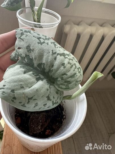 Сциндаптус Сильвер леди