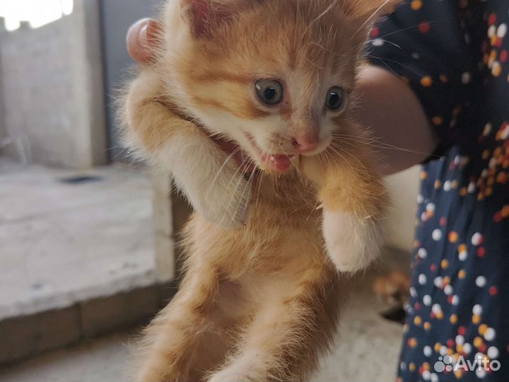Кошка в дар бесплатно
