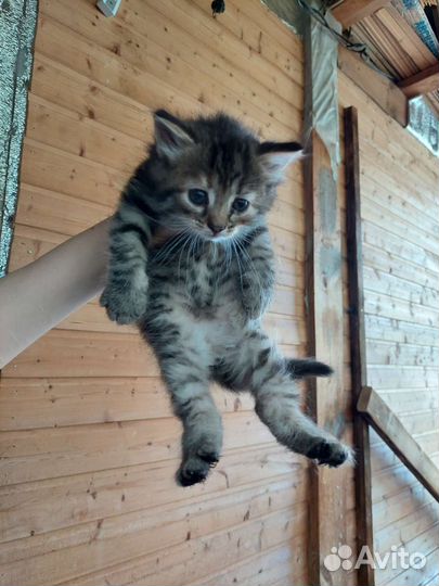 Кошка в дар бесплатно