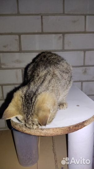 Кошки в добрые руки