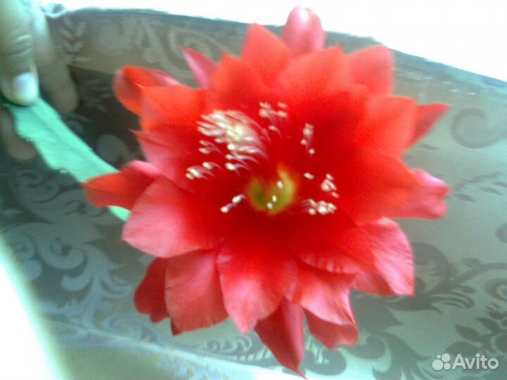 Продам цветы комнатные